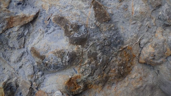 Pegada quase intacta de Anquilossauro (Foto: University of Cambridge)
