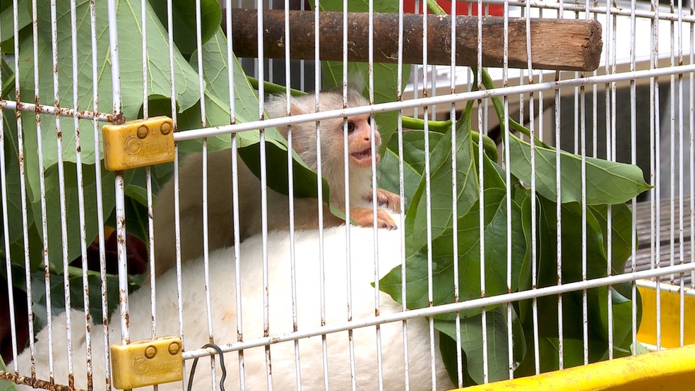 'Floquinho de Neve' com sua pelúcia. — Foto: arquivo pessoal