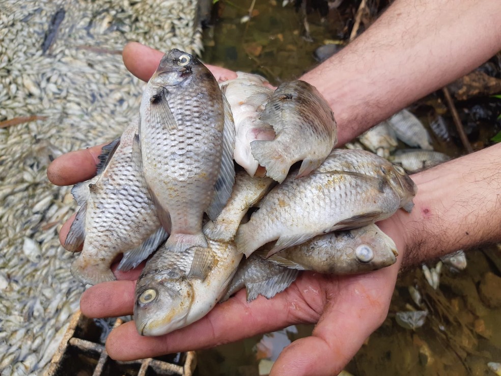 Cetesb investiga mortandade de peixes no distrito de Tanquinho, em Piracicaba — Foto: Edijan Del Santo/EPTV