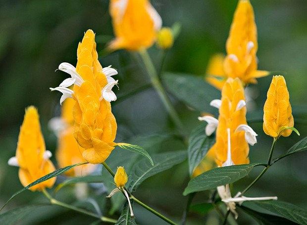 O que chamamos de flores são na verdade brácteas - tipo de folha modificada (Foto: Daniel Mosquin/UBC Botanical Garden/Creative Commons)