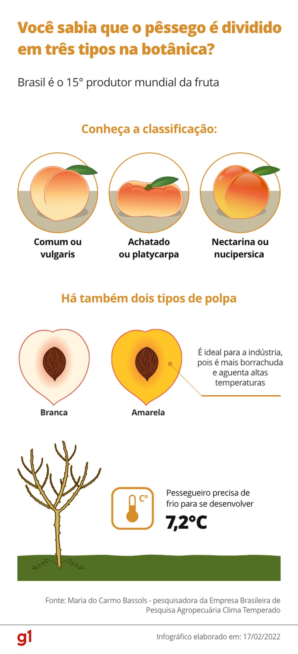 Você sabia que o pêssego é dividido em 3 tipos na botânica? — Foto: Arte g1