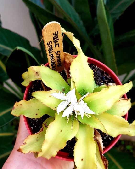Bromélia-cryptanthus: conheça a espécie que está viralizando na internet! (Foto: Reprodução / Pinterest)