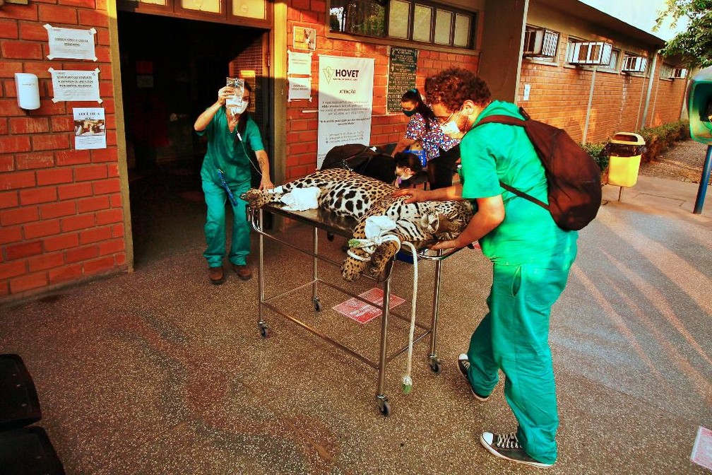 Onça-pintada estava debilitada quando foi resgatada — Foto: Willian Gomes /Secom UFMT