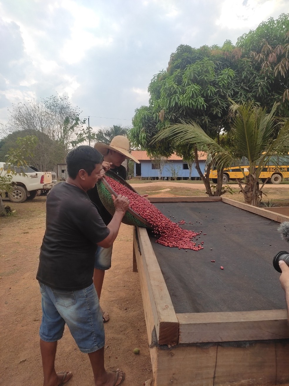 Cafeicultor indígena Valdir Aruá na produção de café robusta amazônico em RO — Foto: Armando Junior