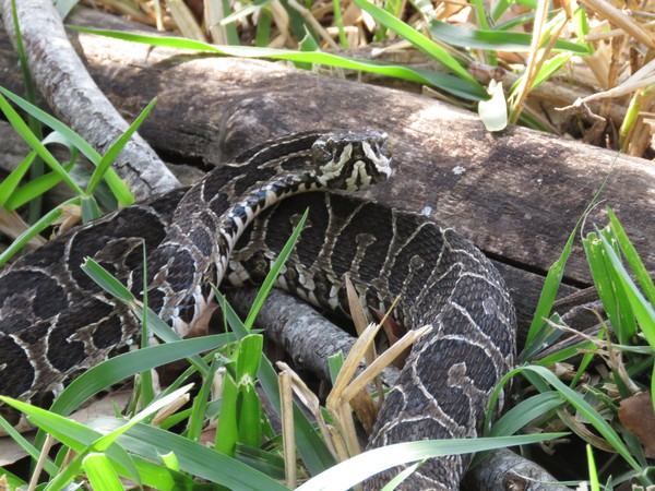 Perigosa Urutu Cruzeiro E Temida Pelo Poder Do Veneno Terra Da Gente G1 Within its range, it is an important cause of snakebite. perigosa urutu cruzeiro e temida pelo