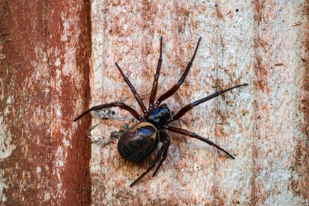 As aranhas falsa viúva negra estão se multiplicando mais, devido ao clima quente no Reino Unido (Foto: Reprodução/ The Mirror)