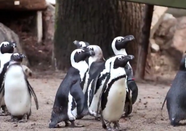 Pinguins gays sequestram ovos de pinguins lésbicas e o drama se instala em zoológico holandês (Foto: Reprodução / Twitter)