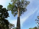 Parque em São Paulo abriga um dos maiores jequitibás do Brasil