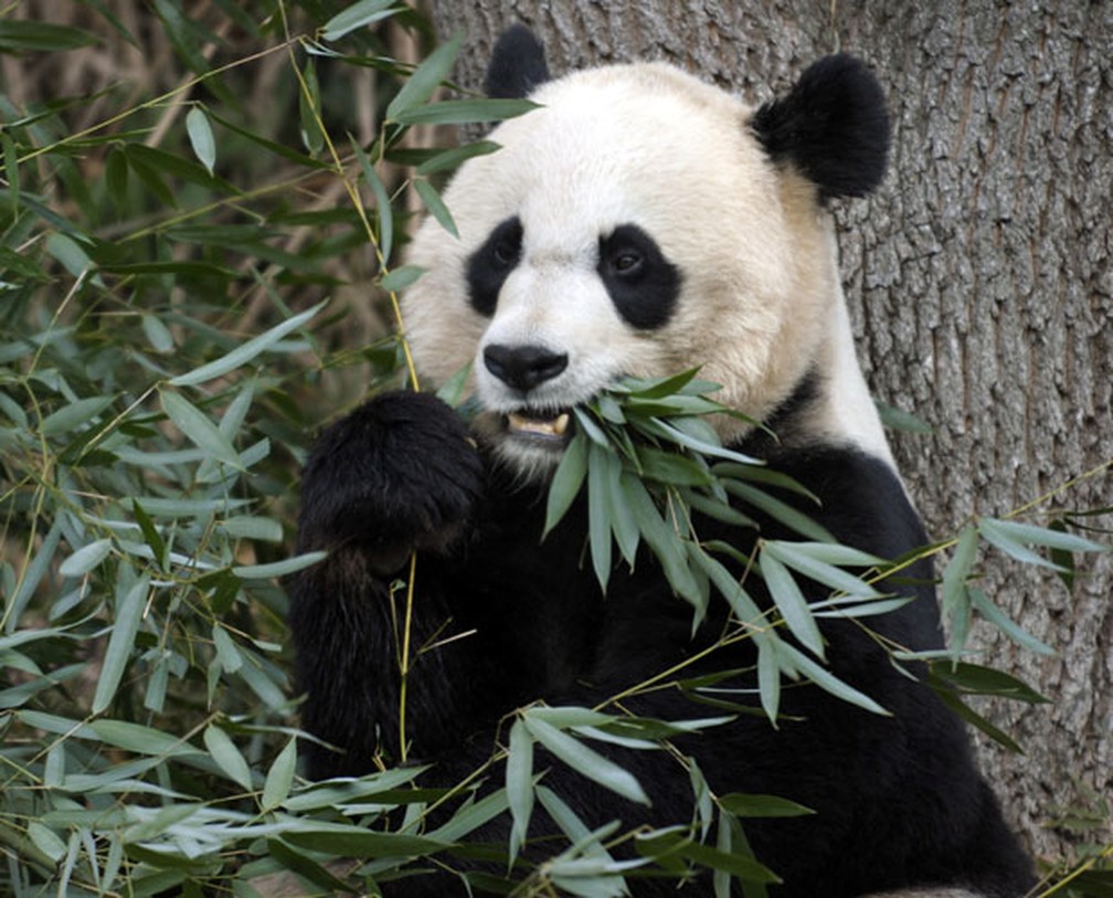 Panda Mei Xiang passou cinco vezes por gravidez psicológica até ter um filhote, que morreu neste domingo — Foto: Susan Walsh/AP