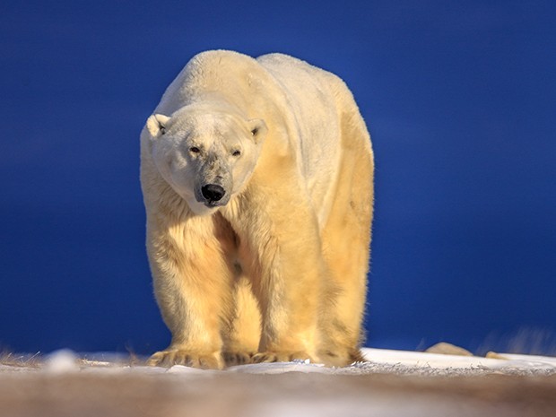 A cidade de Churchill é tomada pelos ursos polares (Foto: Gshow)