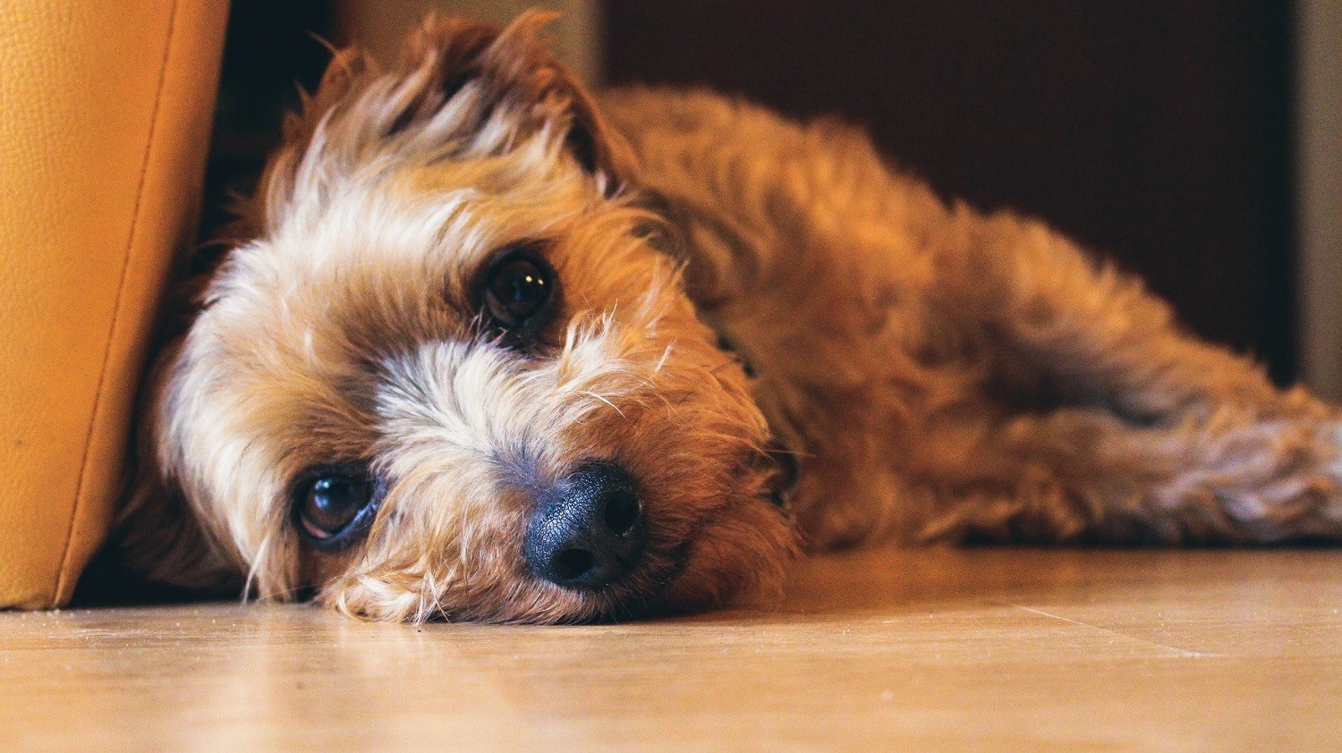 Segundo veterinários, refluxo também pode acometer cães e gatos  (Foto: Unsplash / CreativeCommons)