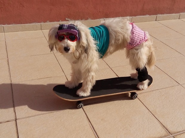 A cachorra Pérola Carolline sobre o skate. (Foto: Alex Araújo/G1)