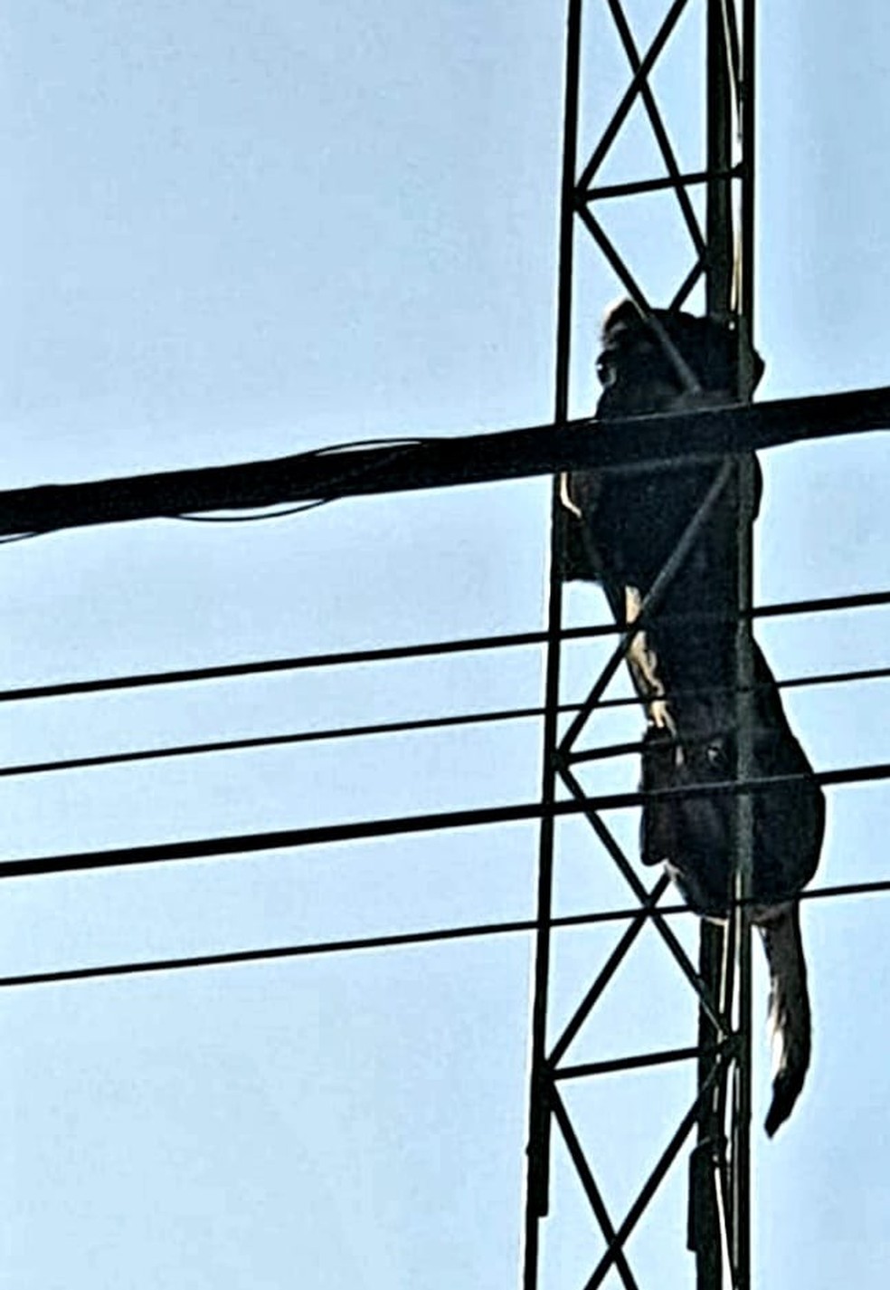 Cadelinha presa em torre de Cosmópolis — Foto: Divulgação/ Guarda Civil Municipal