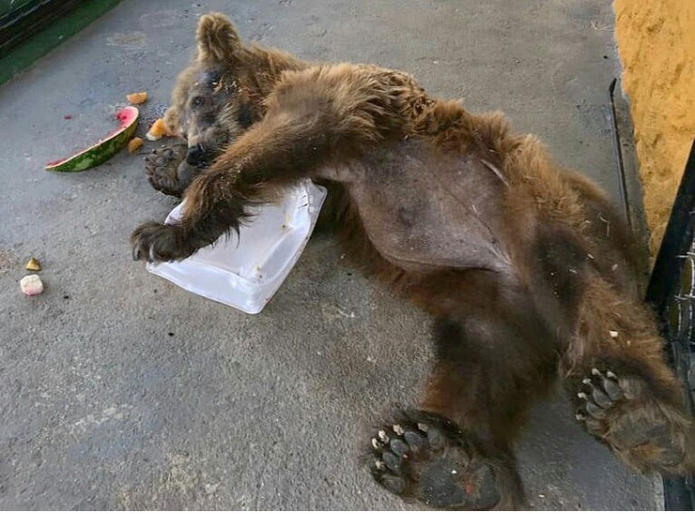 Ursa Rowena tinha frutas na dieta de alimentação em Joanópolis — Foto: Reprodução/ Instagram