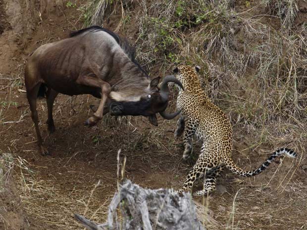 Leopardo acabou se dando mal ao atacar gnus (Foto:  Vadim Onishchenko/Caters)