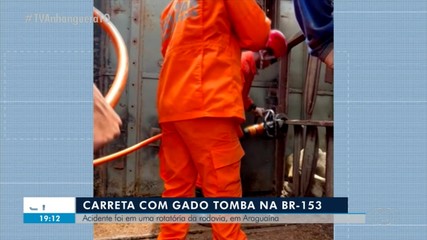 Carreta com gado tomba na BR-153, em Araguaína