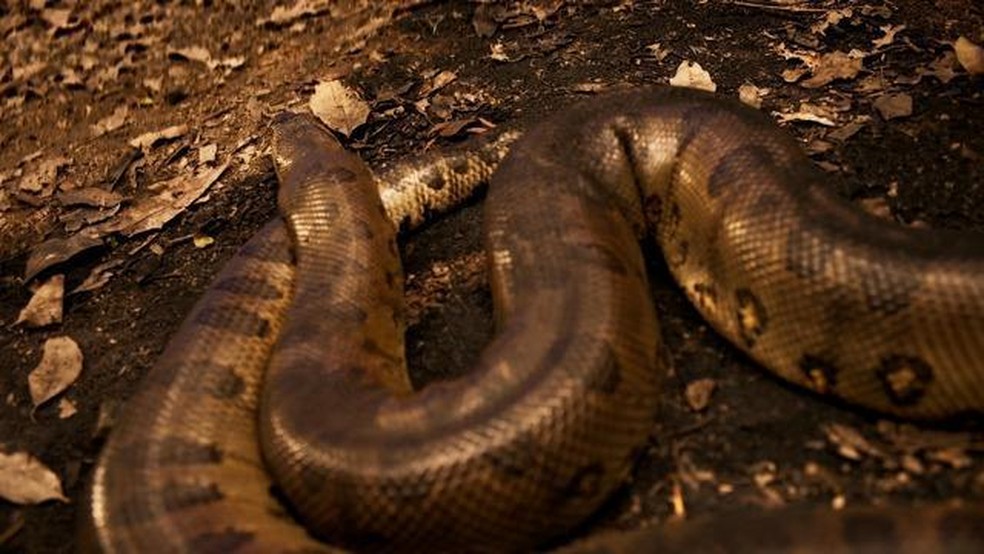 Em 'Pantanal', sucuri agoniza depois que Velho do Rio (Osmar Prado) tenta apagar sozinho incêndio florestal — Foto: Globo