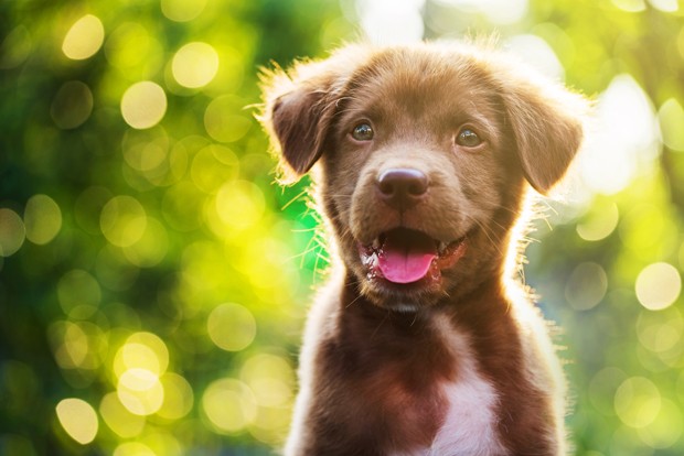 Portrait of brown cute Labrador retriever puppy with sunset bokeh abstract background (Foto: Getty Images/iStockphoto)