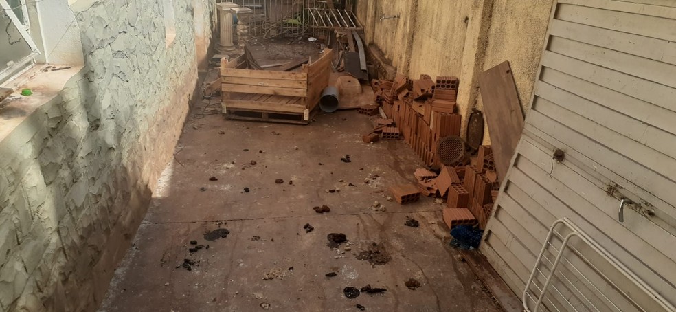 Polícia Civil recolhe animais vítimas de maus-tratos em São Carlos — Foto: Joice Starke/CBN São Carlos