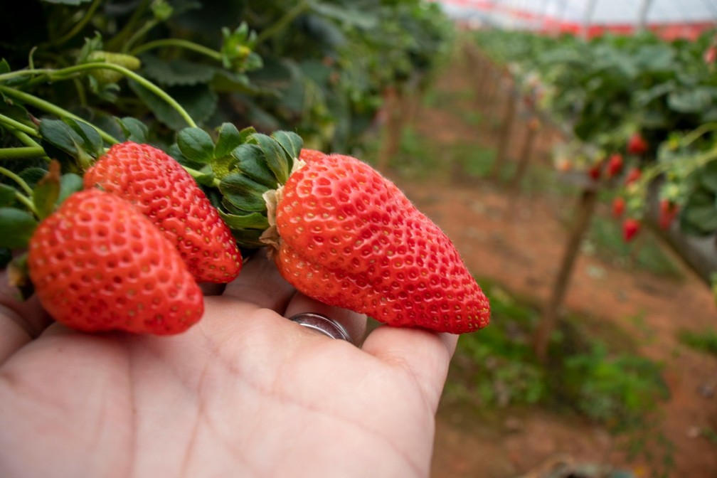 Morango cultivado por Braz em Pouso Alegre (MG) — Foto: Braz Roberto Pereira