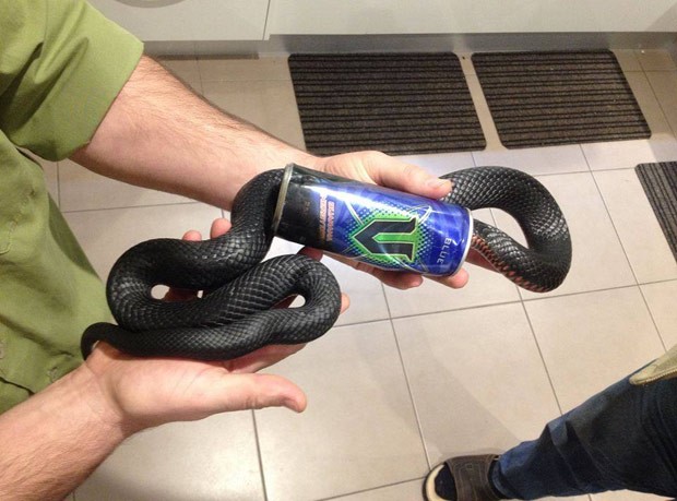 Cobra negra de barriga vermelha ficou entalada em lata de energético em Goodna (Foto: Reprodução/Facebook/Snake Catchers Brisbane, Ipswich, Gold Coast &amp; Toowoomba)