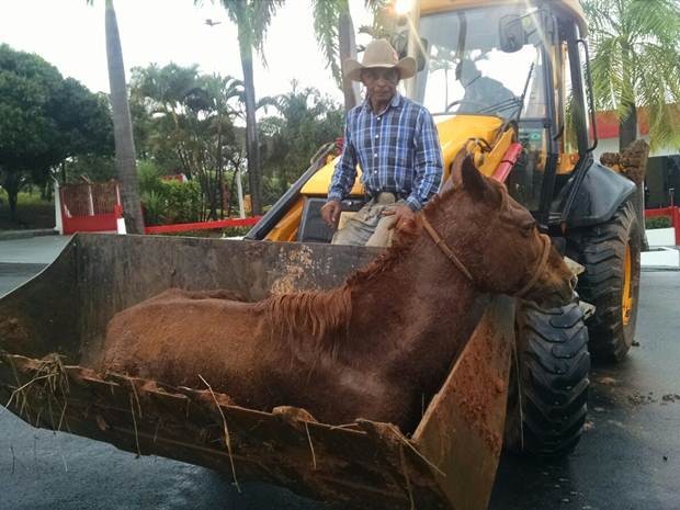 Cavalo se enforca com corda e é resgatado por moradores em SP