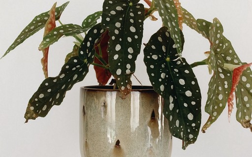 Begônia maculata: conheça a planta tendência em decoração de interiores -  Casa e Jardim | Plantas