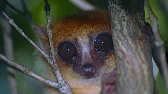 23 milhões de anos de evolução animal estão ameaçados em Madagascar
