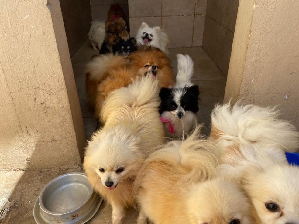 Animais foram encontrados em situação de maus-tratos em Piracicaba — Foto: Edijan Del Santo/EPTV