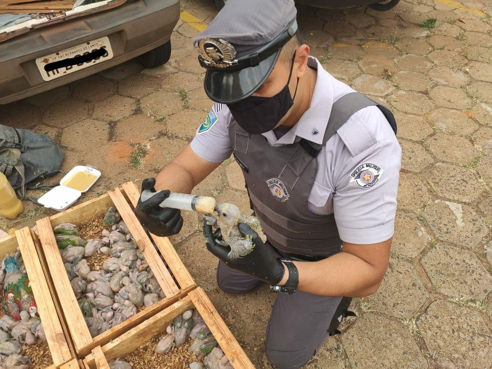 Três são presos após polícia flagrar transporte irregular de mais de 100 papagaios em Pongaí — Foto: Polícia Rodoviária/Divulgação
