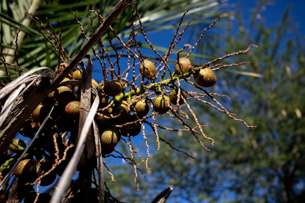 Licuri, coco que cresce aos cachos em palmeiras do sertão da Bahia, o alimento preferido da arara-de-lear. — Foto: Marcelo Brandt/G1