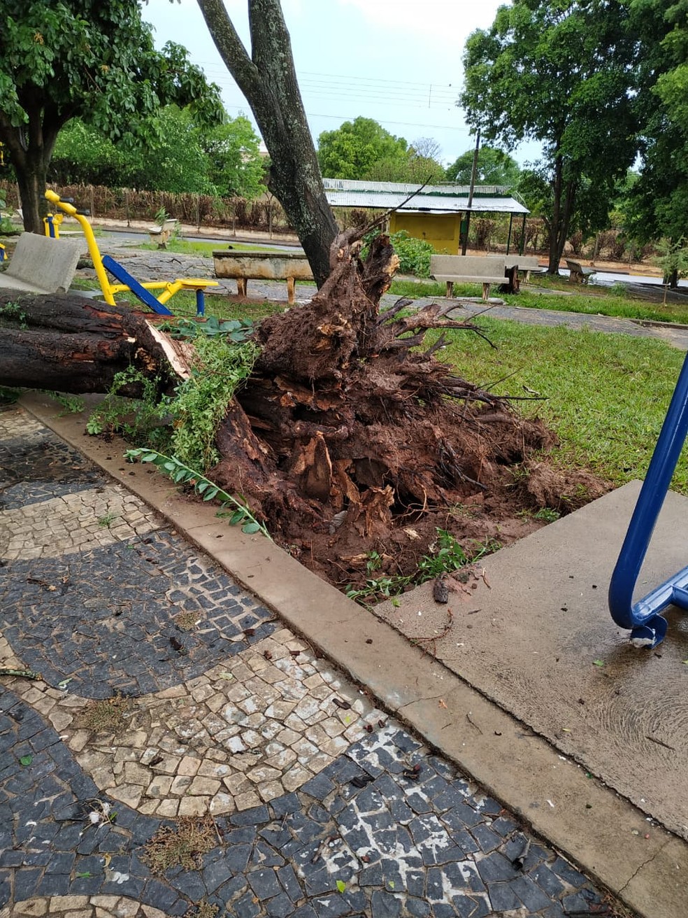 Árvore caiu em Lucélia na tarde desta segunda-feira (21) — Foto: Márcia Orvate
