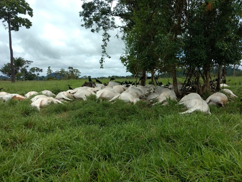 Animais foram achados apÃ³s uma pessoa passar perto de estrada (Foto: Arquivo Pessoal)