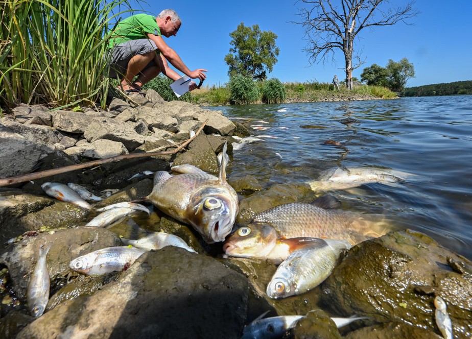 Peixes mortos no Rio Oder, Polônia