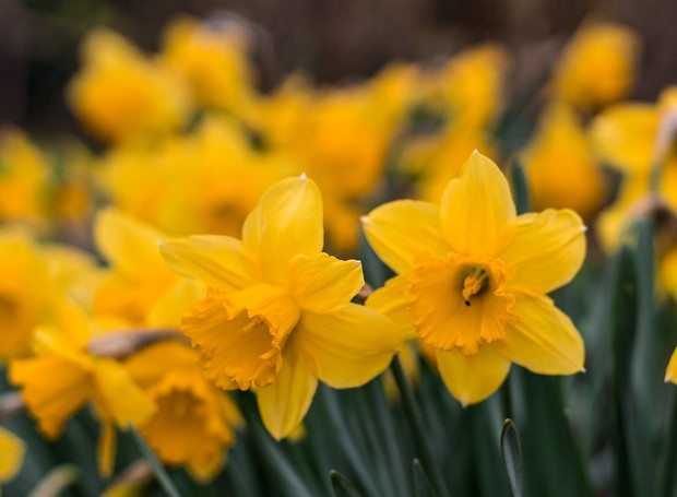 A flor Narciso tem seu nome tem origem no famoso personagem da mitologia grega  (Foto: Pexels / Julian Majer / CreativeCommons)