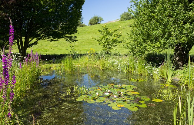 UNITED KINGDOM - AUGUST 10: Wildlife pond, wildflowers, pond plants, apple tree and hornbeam tree in a country garden in The Cotswolds, Oxfordshire, UK (Photo by Tim Graham/Getty Images) (Foto: Getty Images)