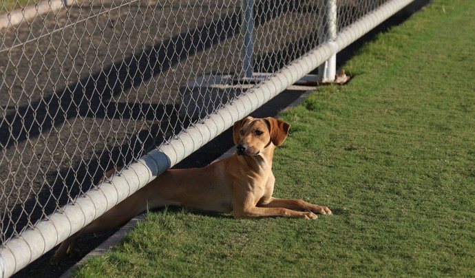 Grêmio faz vaquinha de R$ 2 mil para pagar cirurgia de cão que mora no CT