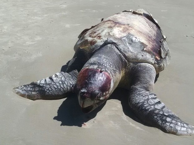 Tartaruga foi vista no Posto 95 da Praia do Remanso em Xangri-Lá, RS (Foto: Ionise de Azevedo Viganon/Arquivo Pessoal)