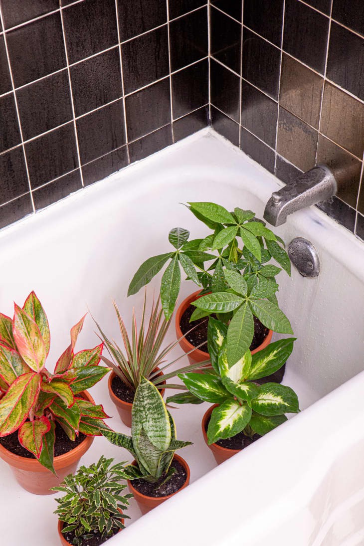 Se você tiver muitas plantas, uma saída é lavá-las todas de uma vez usando o chuveiro (Foto: Sarah Crowley / Divulgação)