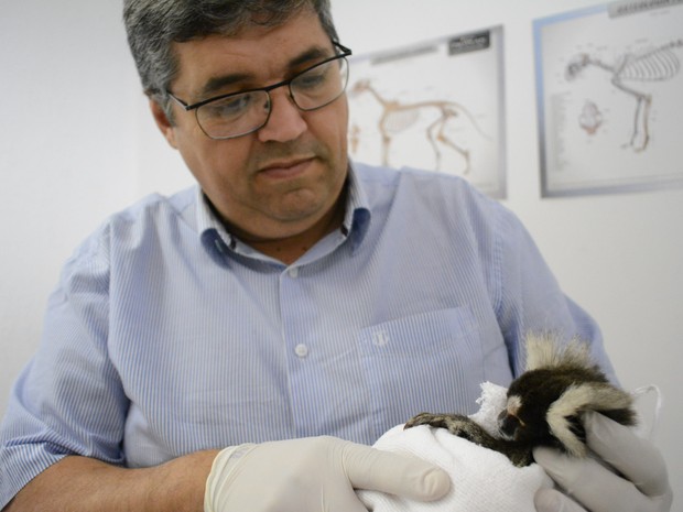 Médico veterinário Jefferson Leite examina sagui-da-serra-escuro (Foto: Jamile Santana/ G1)