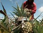 O 'Caminhos do Campo' deste domingo (21) vai mostrar o ótimo rendimento da colheita do abacaxi