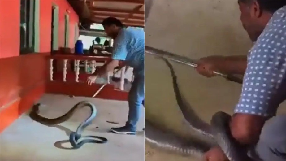 Cobra-rei capturada na Índia impressiona internautas.