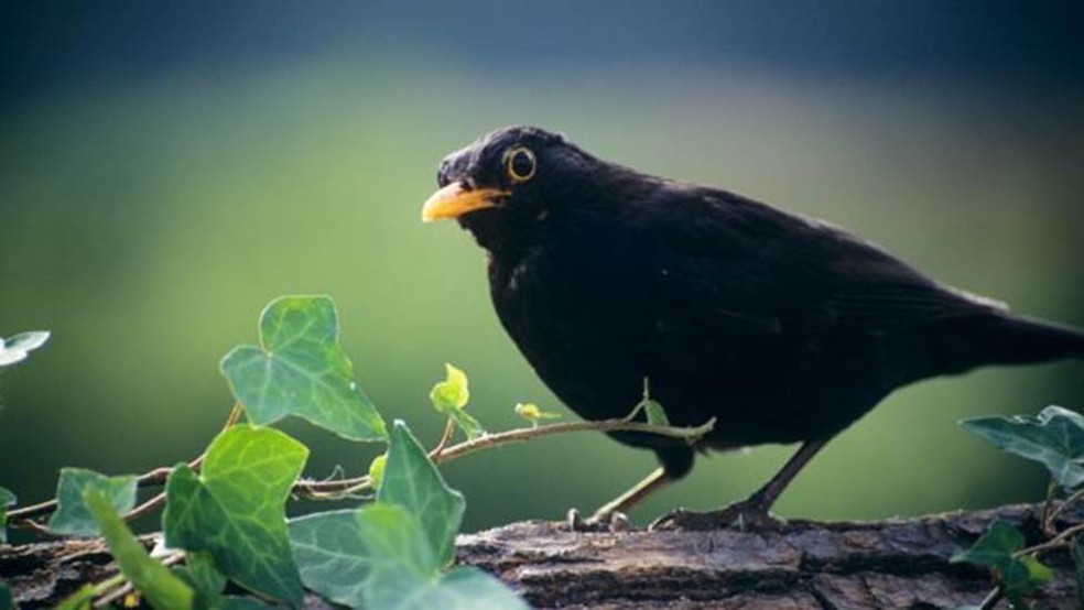 O Melro-preto tem um bico mais curto e canta em um tom mais alto do que seus parentes da floresta — Foto: SCIENCE PHOTO LIBRARY/BBC
