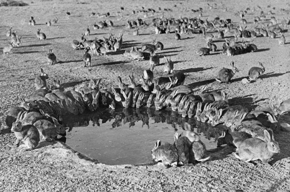 Coelhos na Austrália em 1938: animais foram 'importados' para a caça esportiva, mas se proliferaram descontroladamente (Foto: Wikimedia Commons)