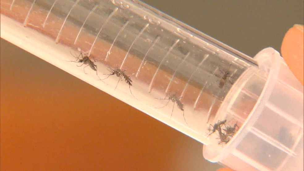 O mosquito Aedes Aegypti Ã© o transmissor da chikungunya â€” Foto: ReproduÃ§Ã£o/ TV Globo