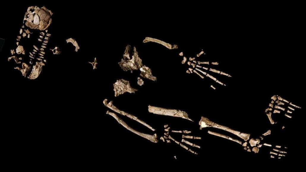 Fragmentos do esqueleto de Ardi, de 4,4 milhões de anos, podem revelar pistas sobre locomoção humana (Foto: Wikimedia Commons)