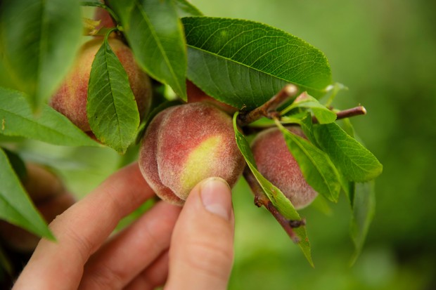 Como plantar frutas em casa - pêssego (Foto: Getty Images)