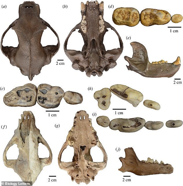Ossos do urso-de-cara-achatada( Arctotherium wingei) e o de um lobo antigo (Protocyon troglodytes) (Foto: Biology Letters)