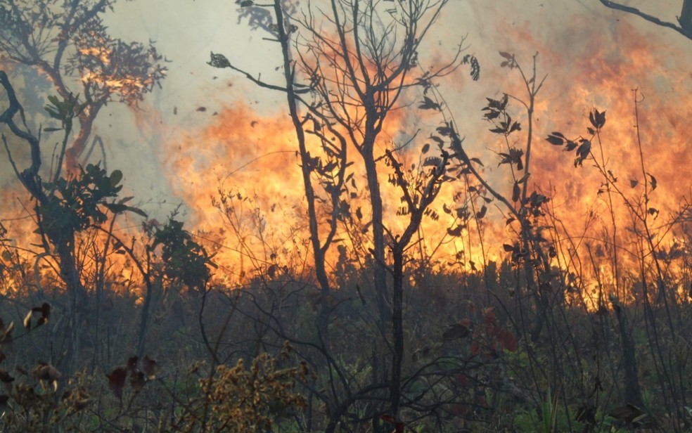 Queimadas destruíram parte do Pantanal em 2020 — Foto: Arquivo pessoal/Filipe Viegas