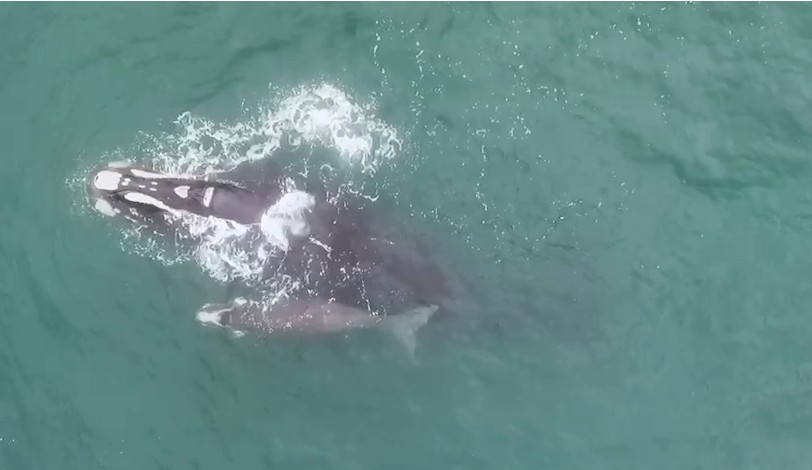 Menor oferta de alimentos para baleias-francas traz incertezas sobre vinda dos animais a SC; entenda thumbnail
